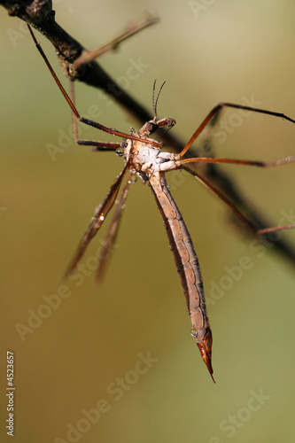 Close-up of cranefly Tipula maxima