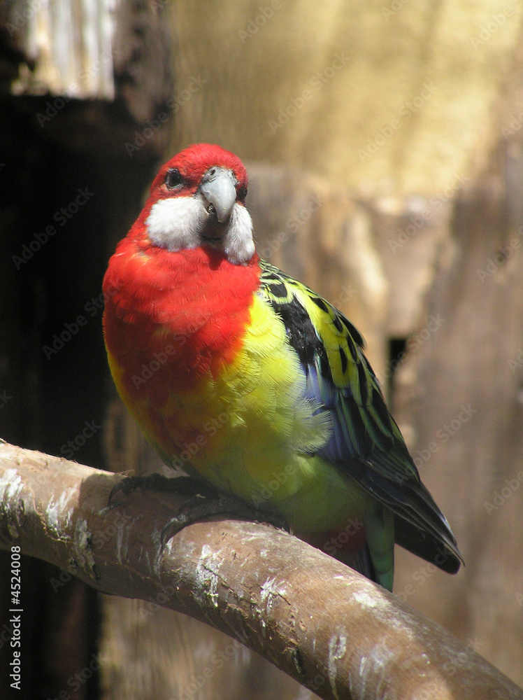oiseau oiseau