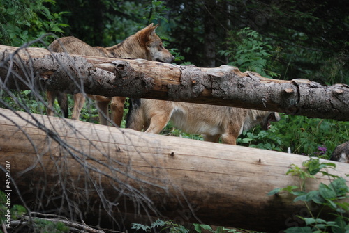 loup