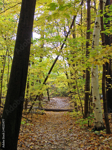 Autumn Woods