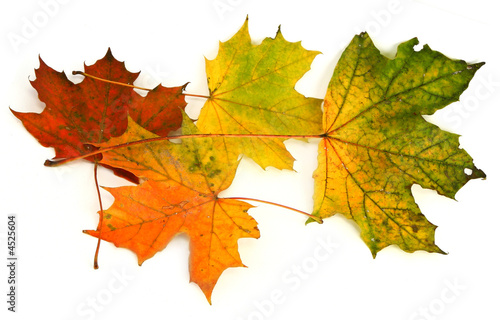 group of maple leaves  2