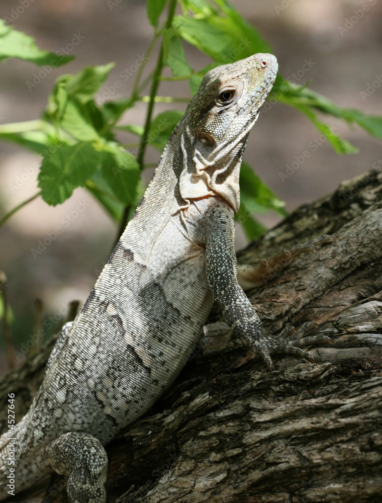 Obraz premium Iguana