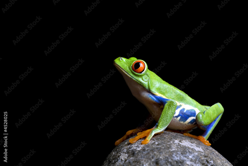 Obraz premium frog on rock isolated black