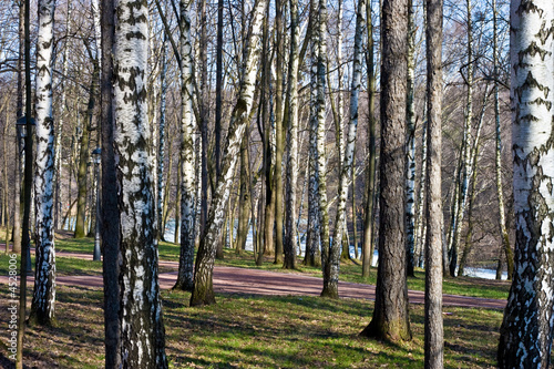 Russian birches