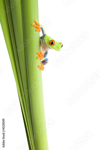 frog on plant isolated white