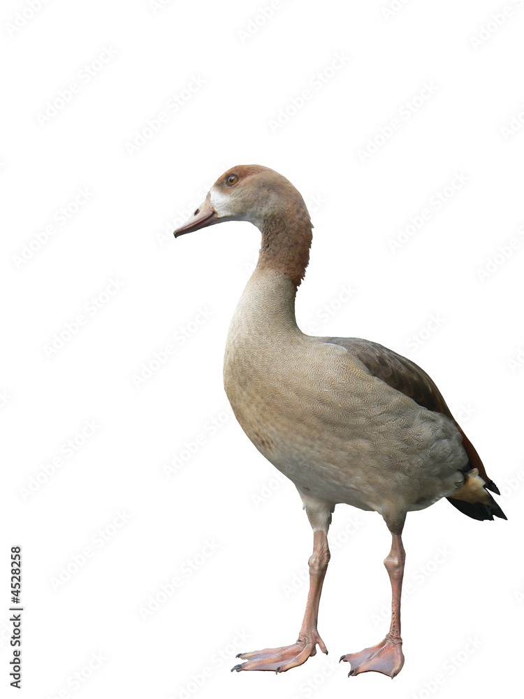 young egyptian goose isolated on white background young egyptian goose isolated on white background