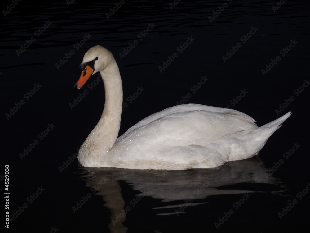 Fototapeta premium swan