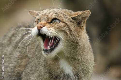 Scottish Wild Cat