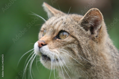 Scottish Wild cat