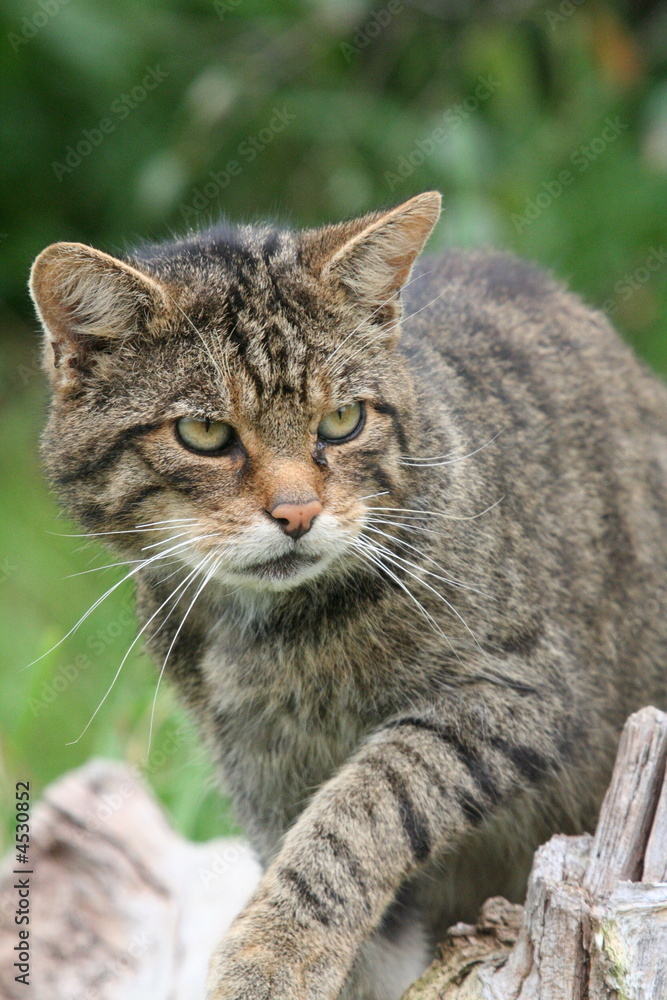 Scottish Wild Cat