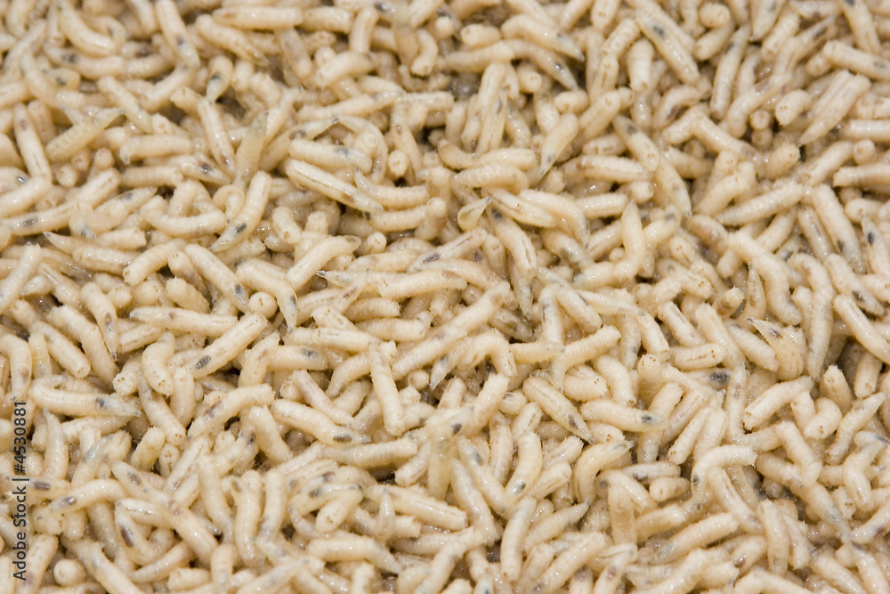 worms worms