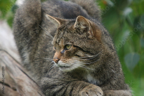 Scottish Wild cat
