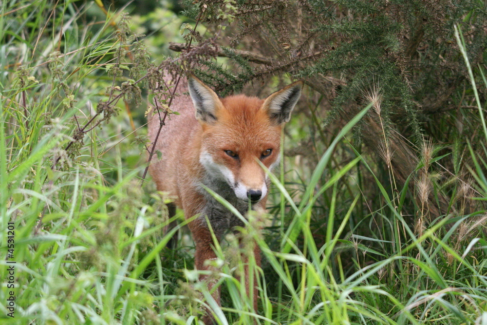 Red Fox Red Fox