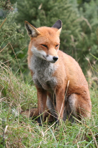 Red Fox