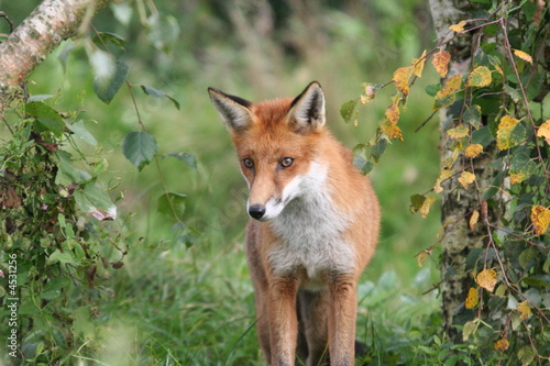 Red Fox © Steve Mutch