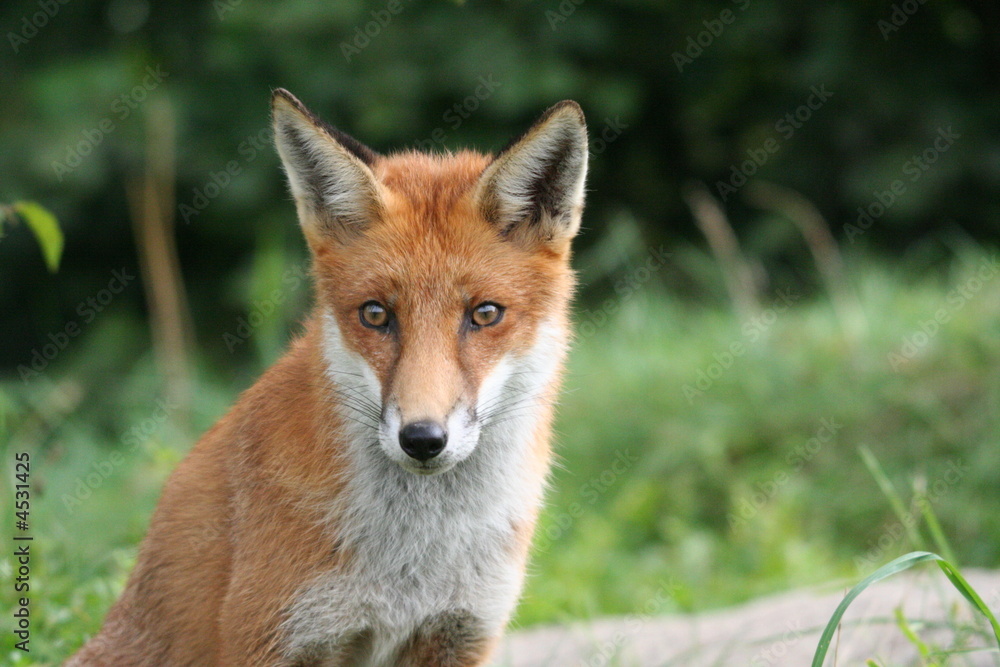 Red Fox Red Fox
