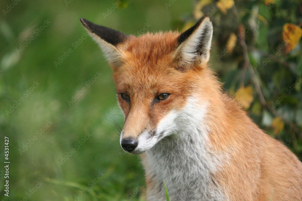 Red Fox Red Fox