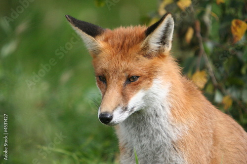 Red Fox