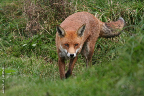 Red Fox