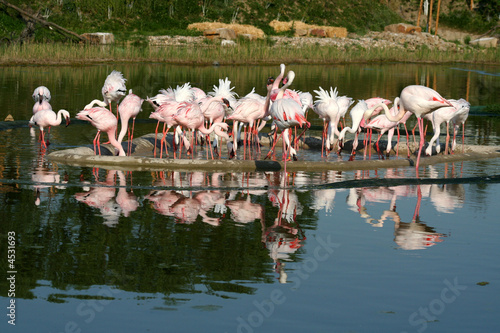 Fényképezés Zwergflamingos