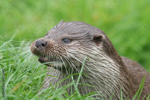 Otter