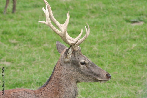 Red Deer