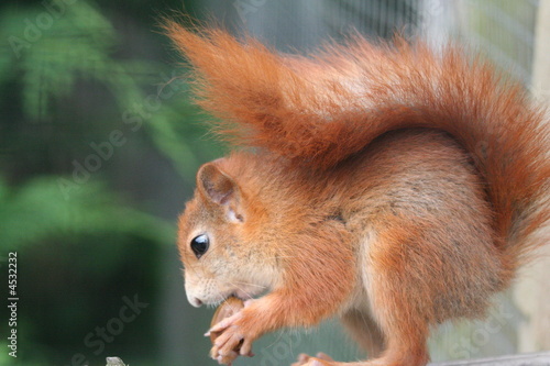 Red Squirrel