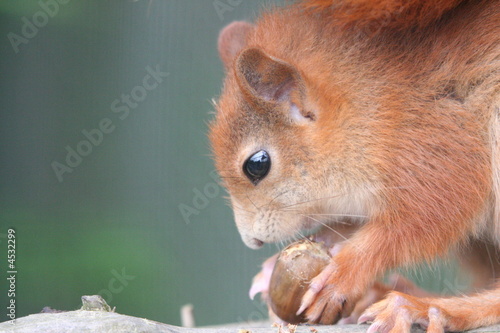 Red Squirrel
