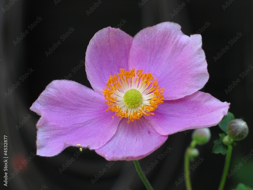 Fototapeta premium Japan - Anemone