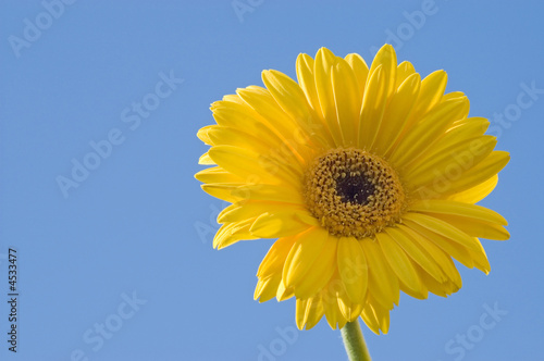 Yellow flower macro