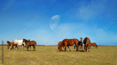 groupe de chevaux dans une prairie