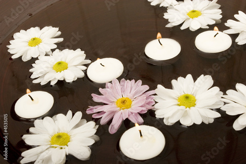 Daisies in water