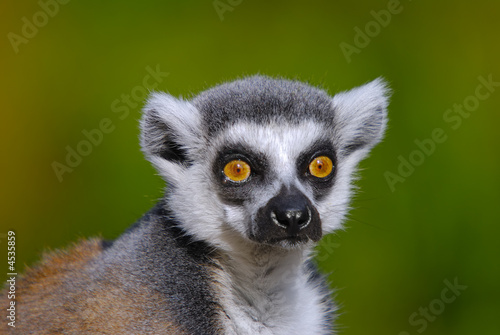 ring tailed lemur catta