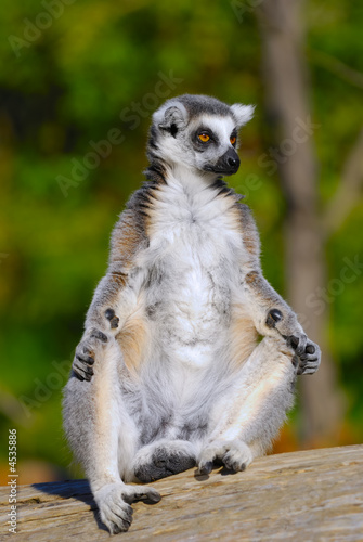 ring tailed lemur