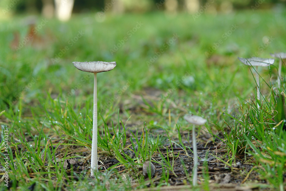 Close up of mushroom in the grass Close up of mushroom in the grass