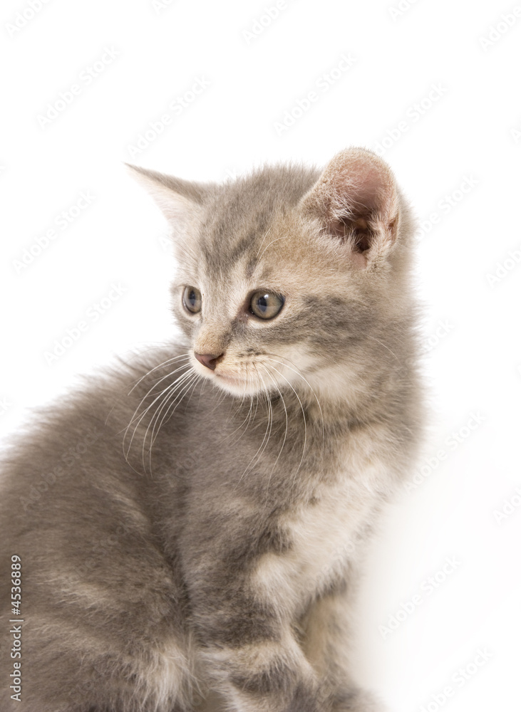 gray kitten looking back