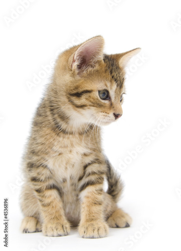 Tabby kitten looking right © Tony Campbell