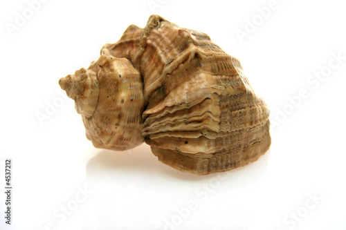 Cuadro en lienzo shell