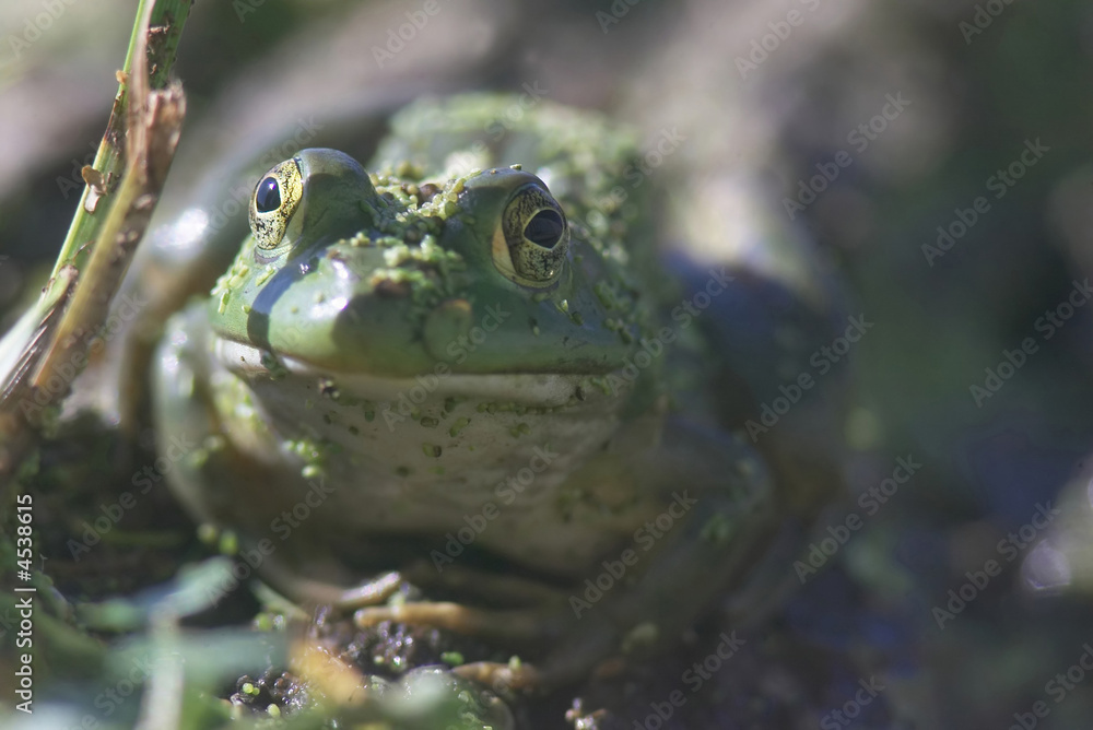 Fototapeta premium Frog