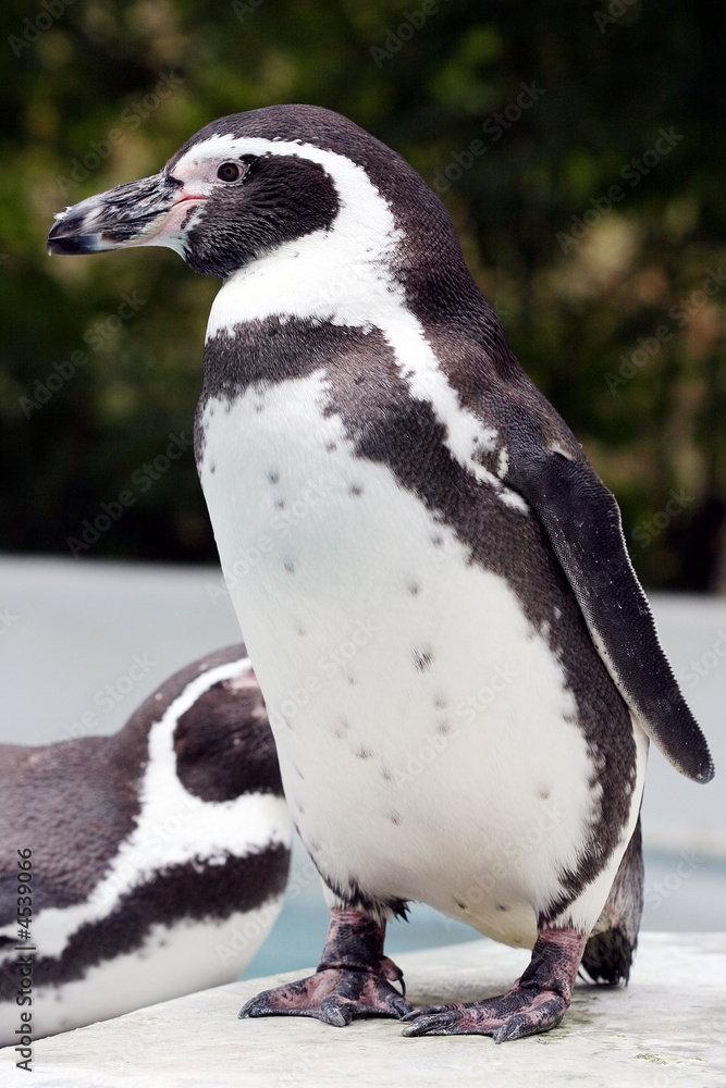 Obraz premium Pinguin 3