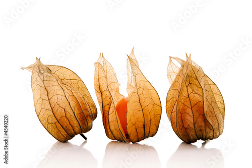 Cuadro en lienzo physalis