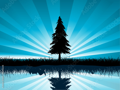 Solitary fir tree