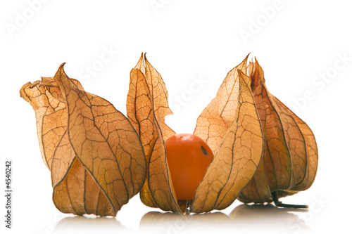 physalis