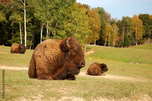 Photography bisons d'ameriques du nord