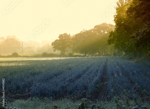 Sunrise on the Harvest