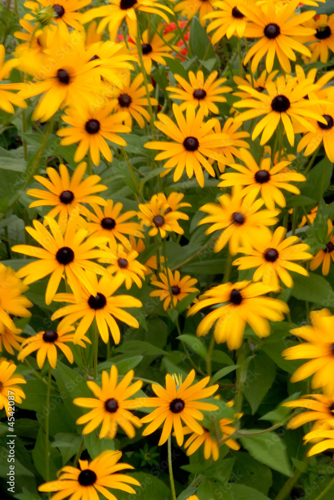 fleurs jaunes fleurs jaunes