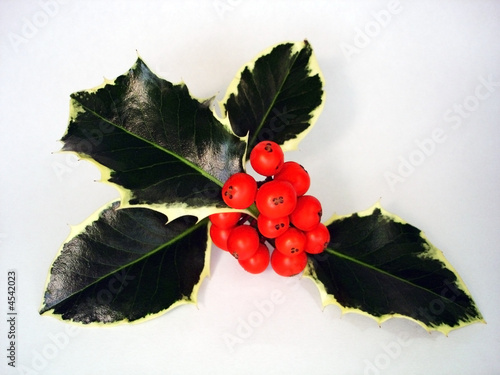 Sprig of Holly