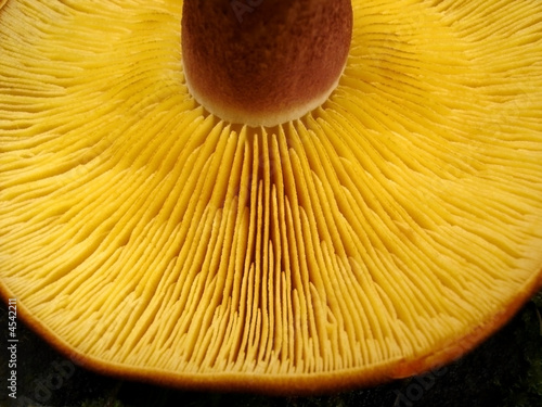 Toadstool