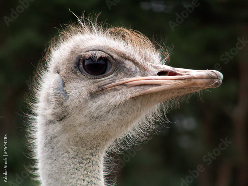 Fotografie vogel strauss II
