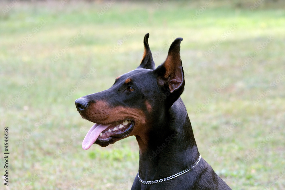 Head and shoulders of a sitting Dobermann 